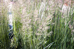 Image of feather reed grass