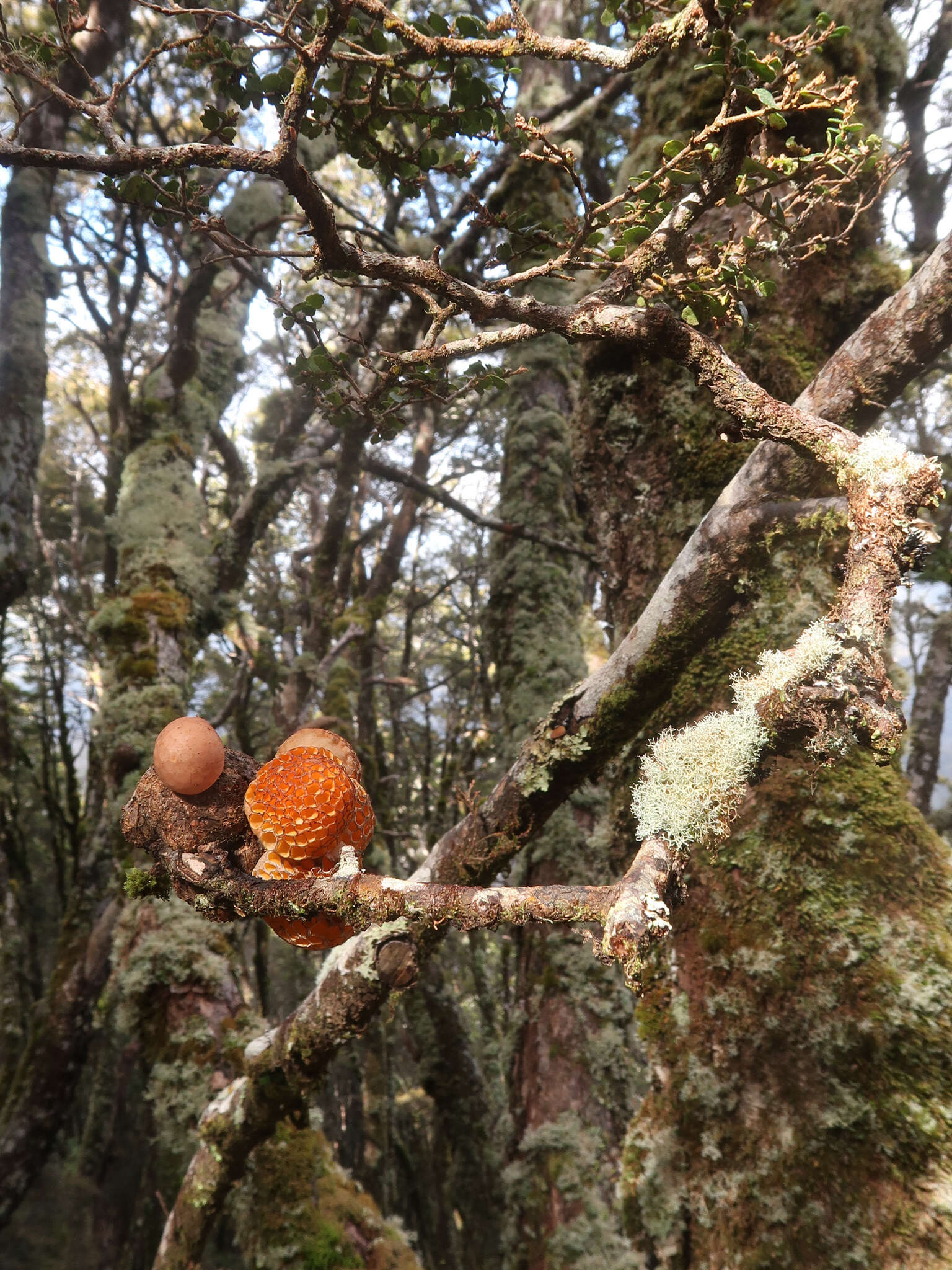 Image of beech orange (fungus)