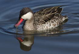 Image of Red-billed Teal