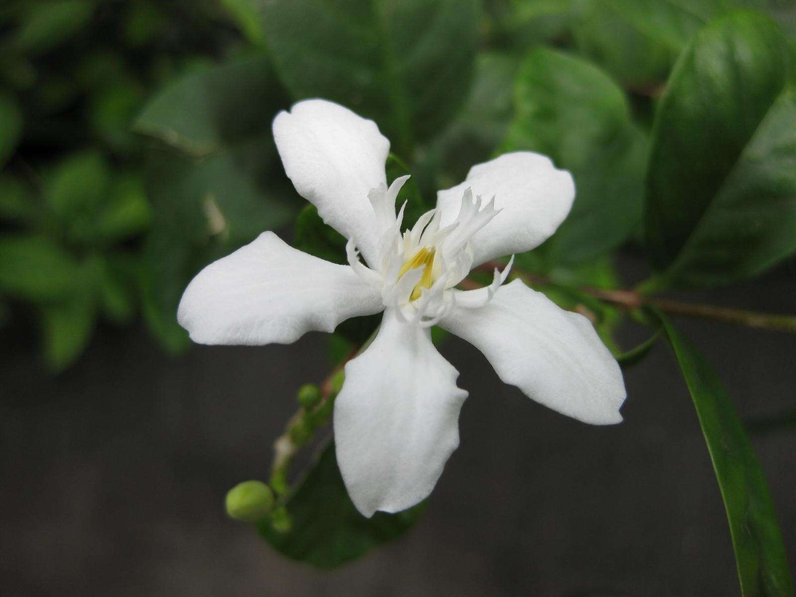 Image of Wrightia antidysenterica (L.) R. Br.