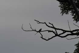 Image of Scissor-tailed Flycatcher