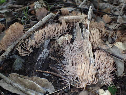 Pterula multifida (Chevall.) Fr. 1863的圖片