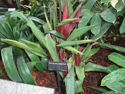 Image of Pitcairnia sanguinea (H. Luther) D. C. Taylor & H. Rob.
