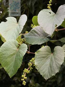 Image of Vitis pseudoreticulata W. T. Wang