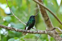 Image of White-tailed Starfrontlet