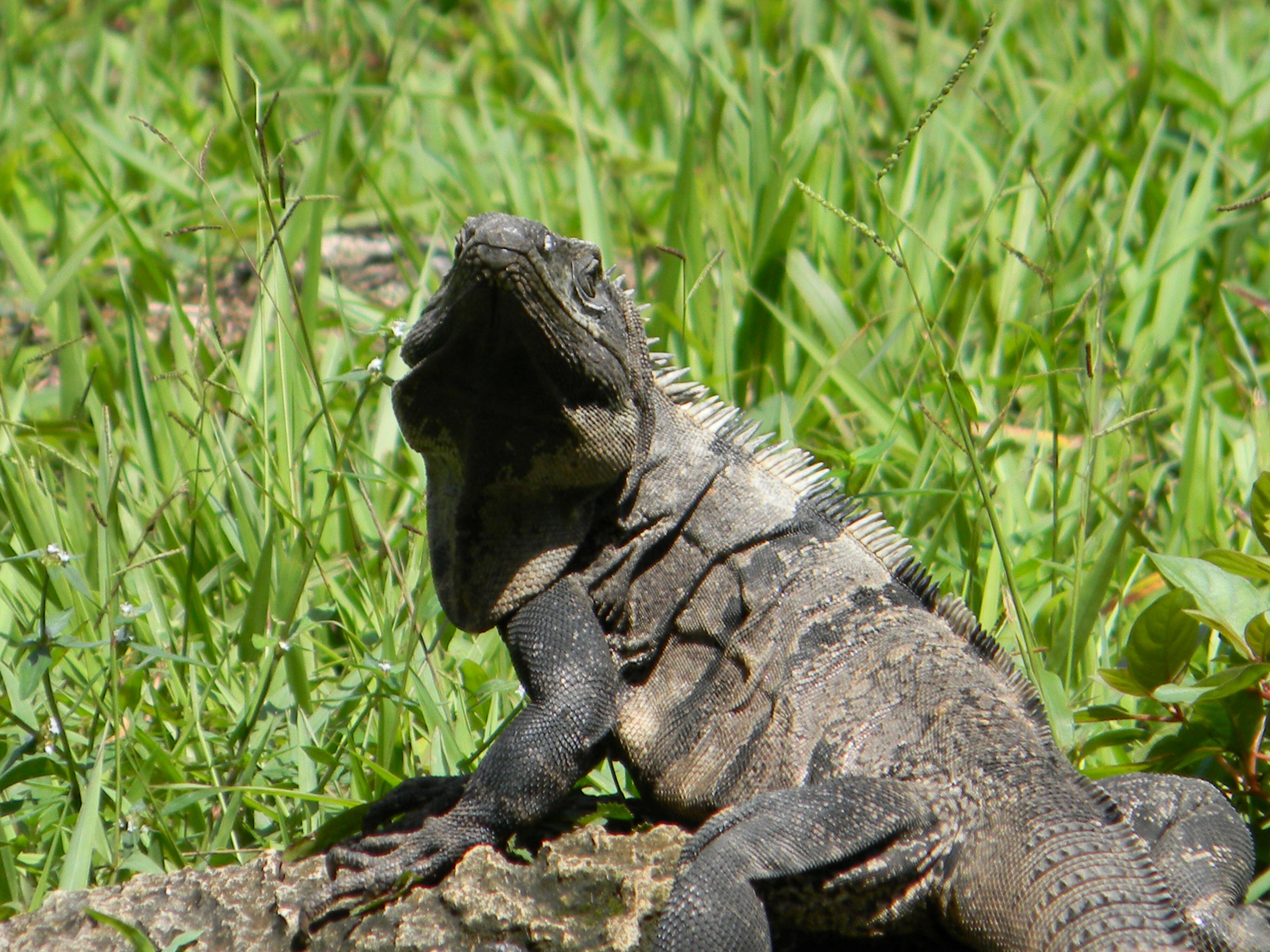 Image of Ctenosaura