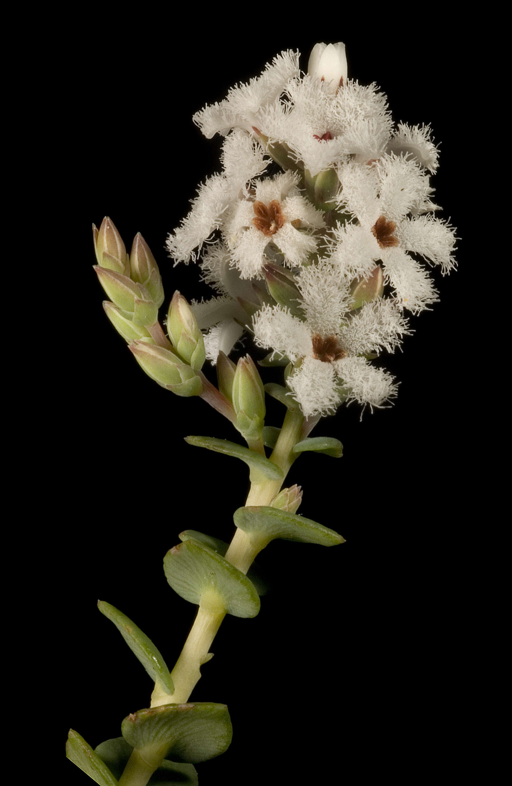 Image of Leucopogon glabellus R. Br.