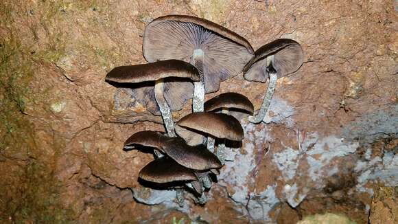 Image of Psilocybe zapotecorum R. Heim 1957