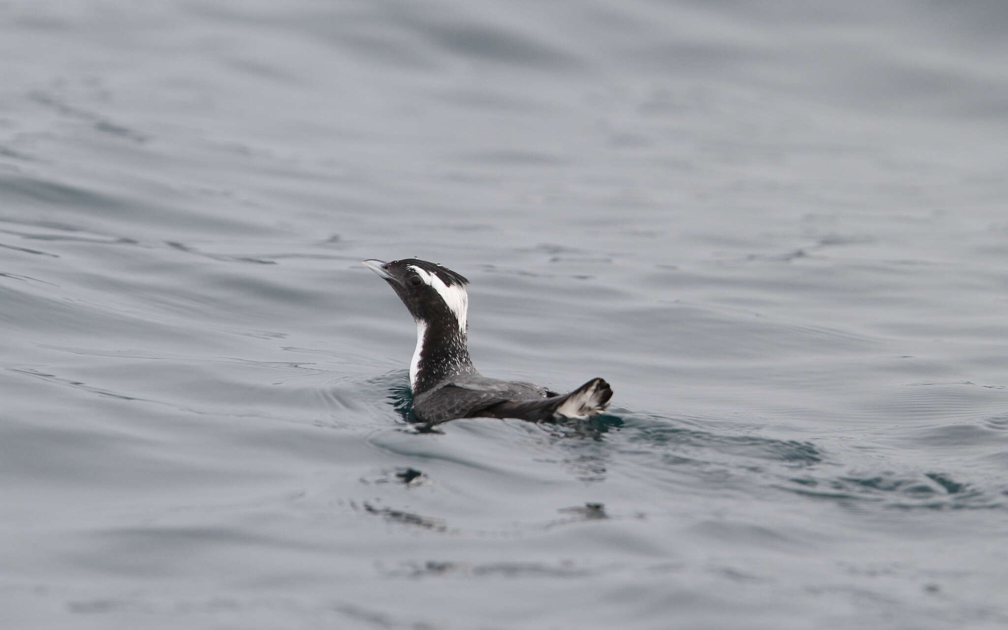 Image of Crested Murrelet