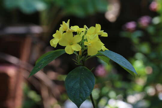 Imagem de Turnera ulmifolia L.