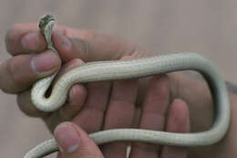 Thamnodynastes hypoconia (Cope 1860) resmi