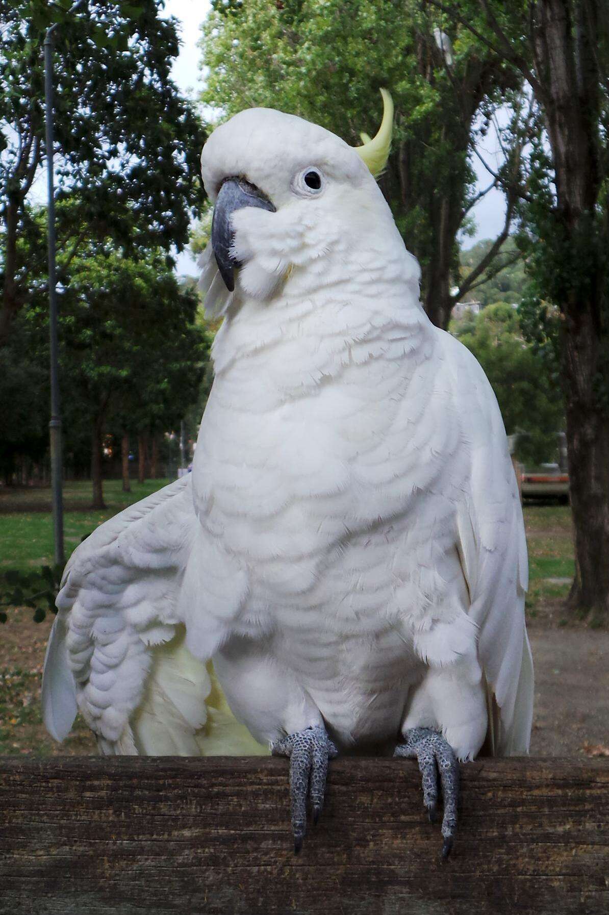 Image of Sulphur-crested Cockatoo