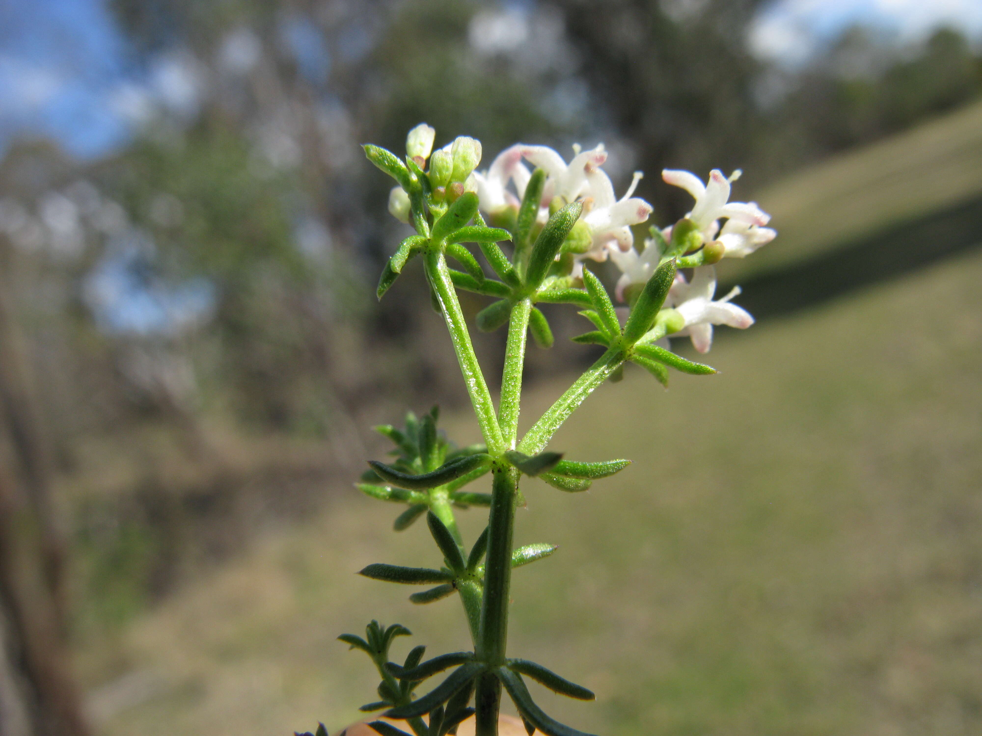 Image of Asperula conferta Hook. fil.