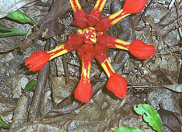 Image de Etlingera coccinea (Blume) S. Sakai & Nagam.