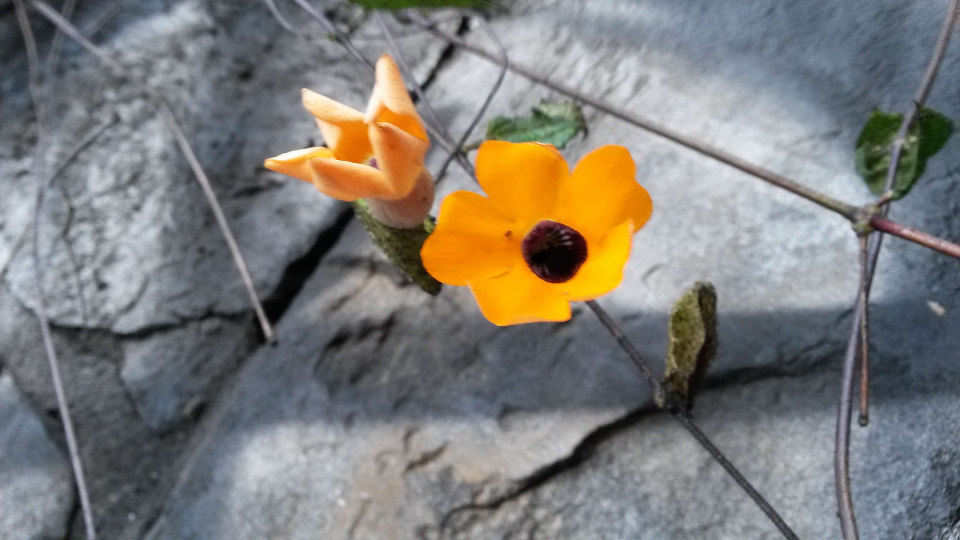 Image of blackeyed Susan vine