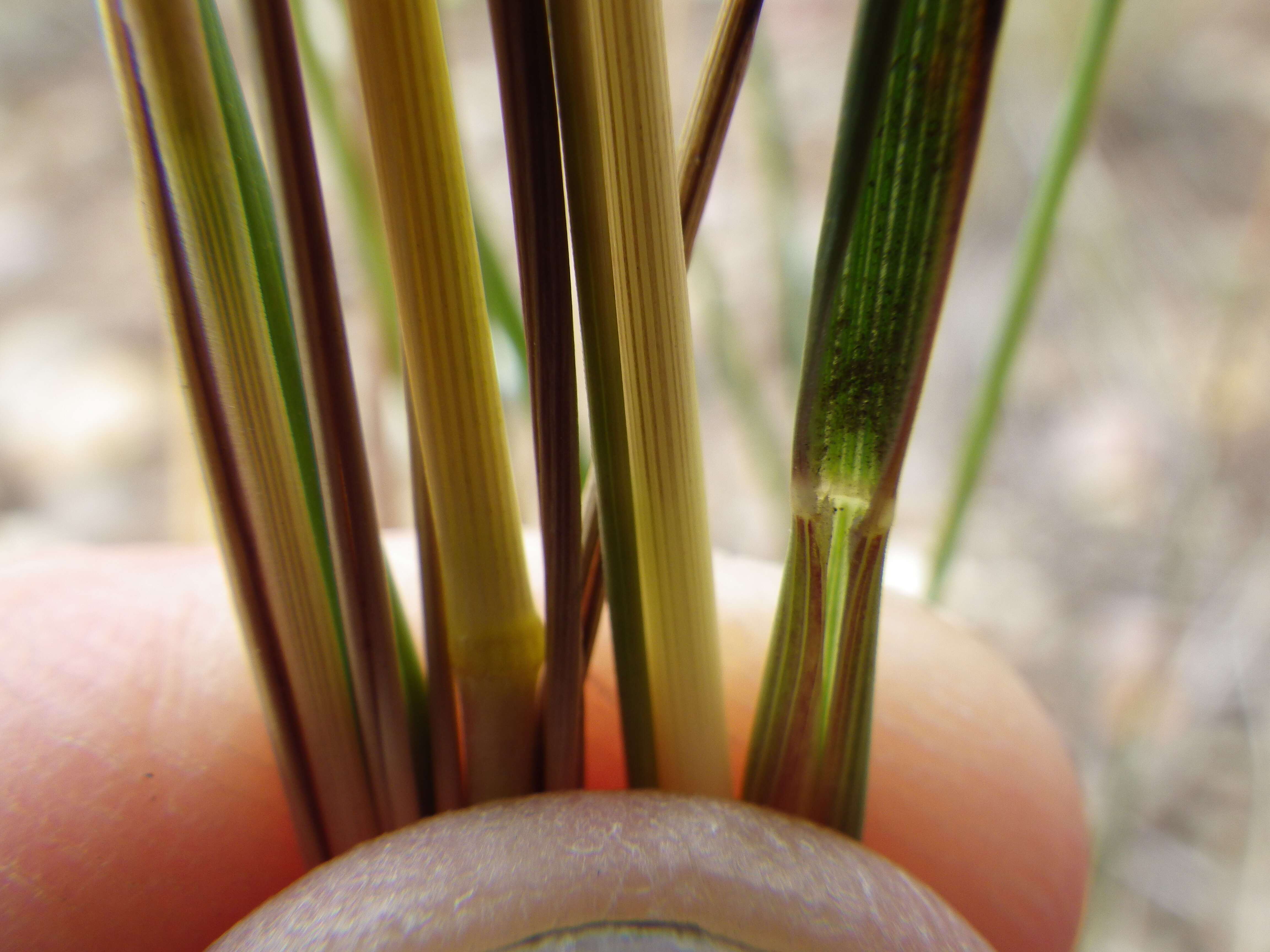 Image of western needlegrass