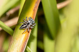 صورة Habronattus trimaculatus Bryant 1945