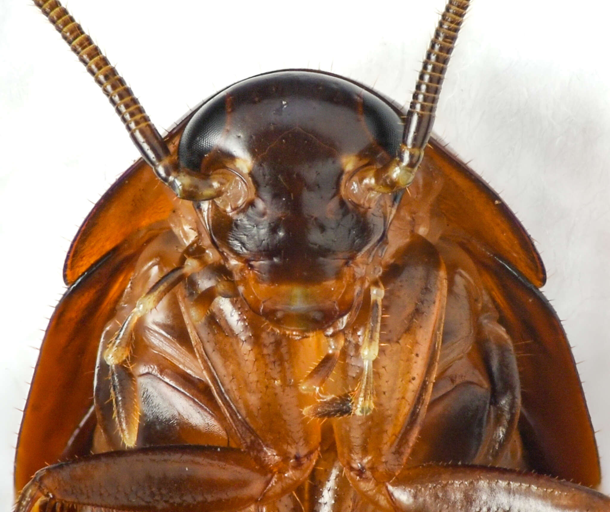 Image of American Wood Cockroach