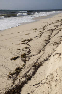 Image of Sargassum slug