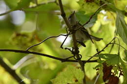 Image of Chestnut-sided Warbler