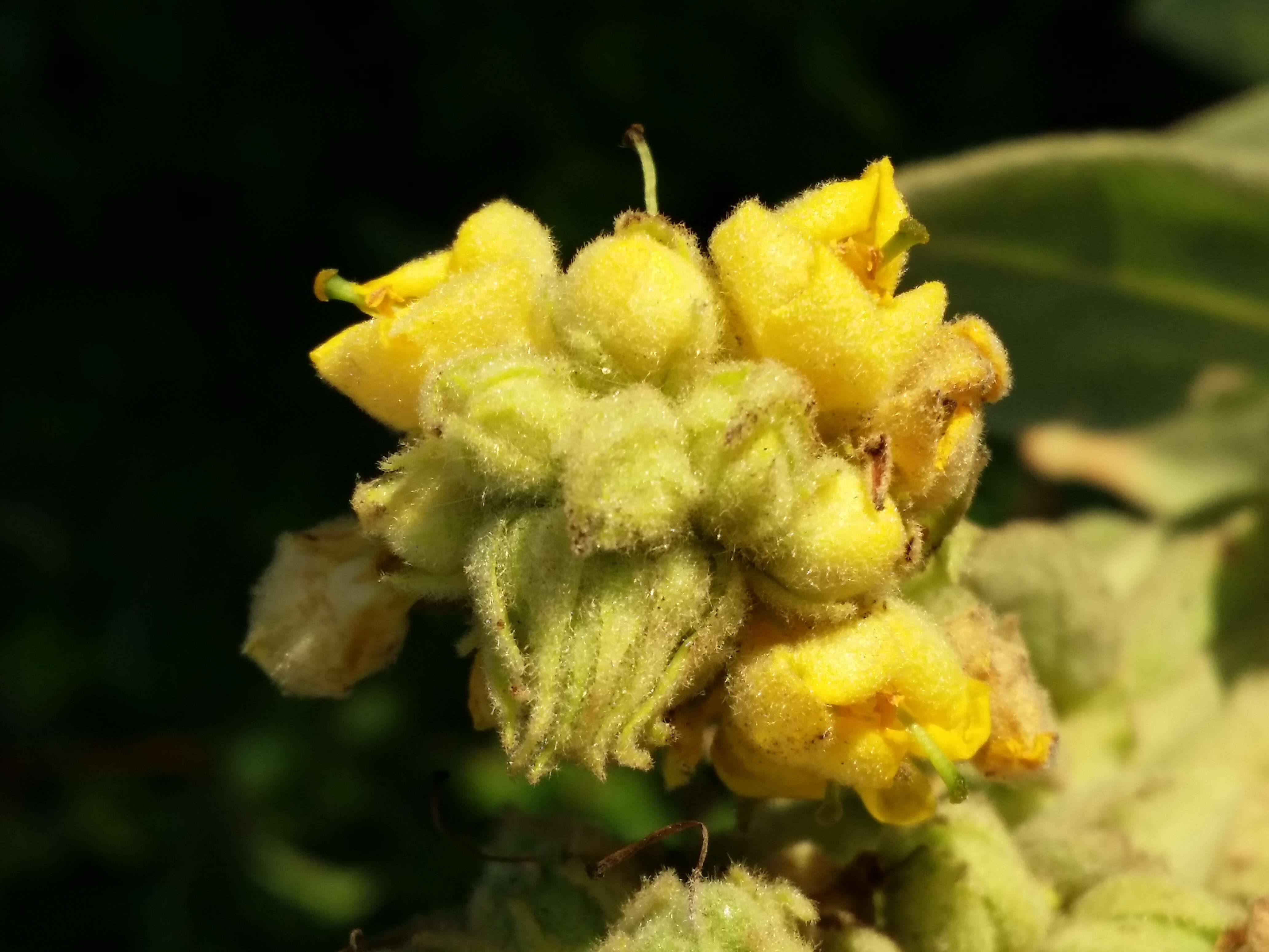 Image of Great Mullein