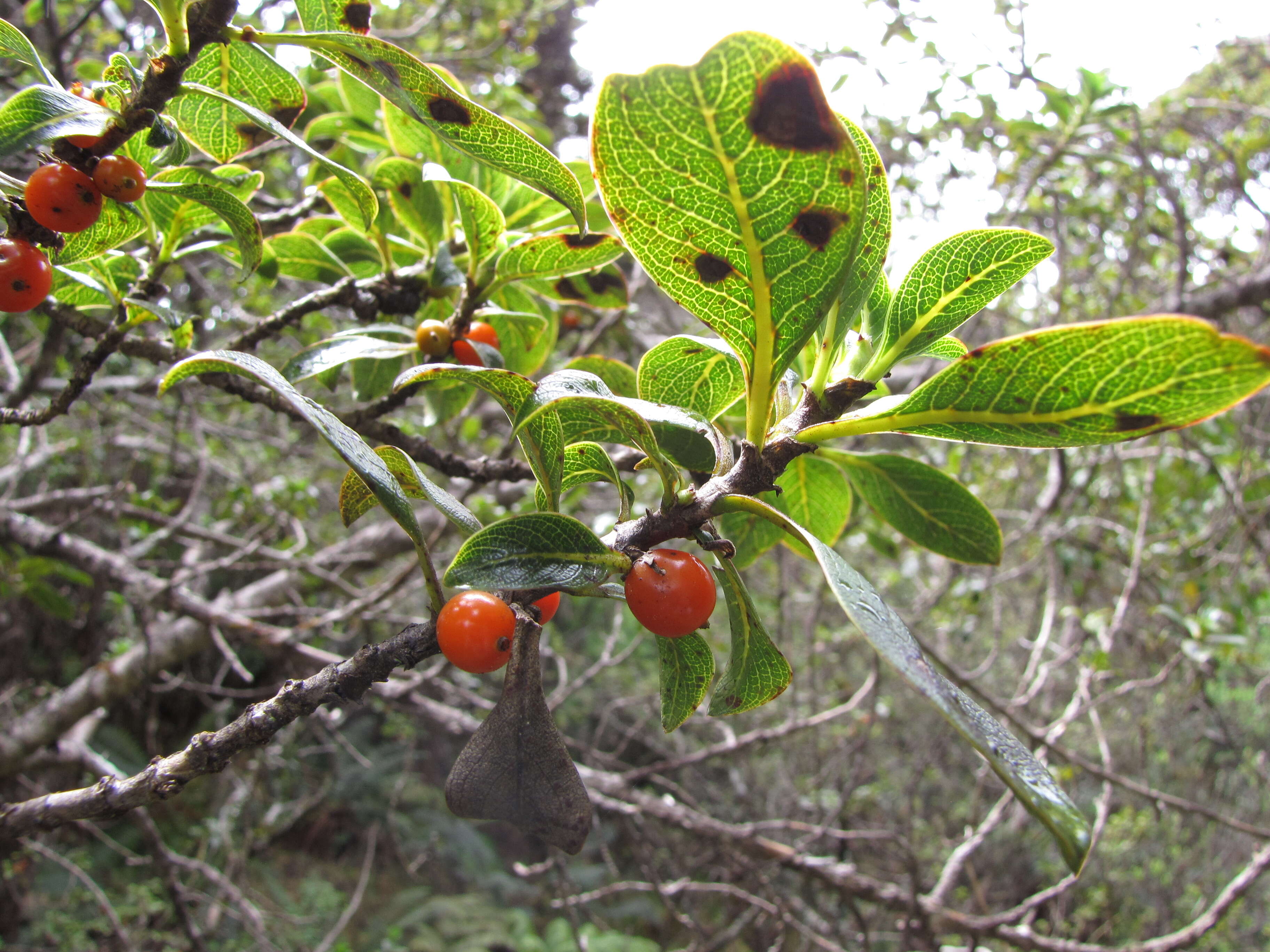 Image of alpine mirrorplant