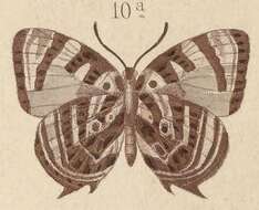 Plancia ëd Arhopala axiothea (Hewitson (1863))