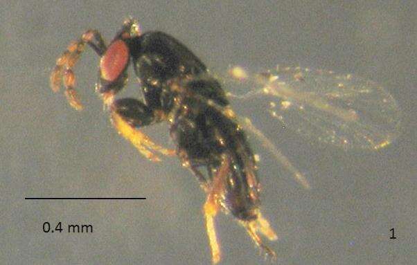 Image of trichogrammatid wasps