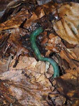 Image of earthworms