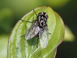 Image of House fly