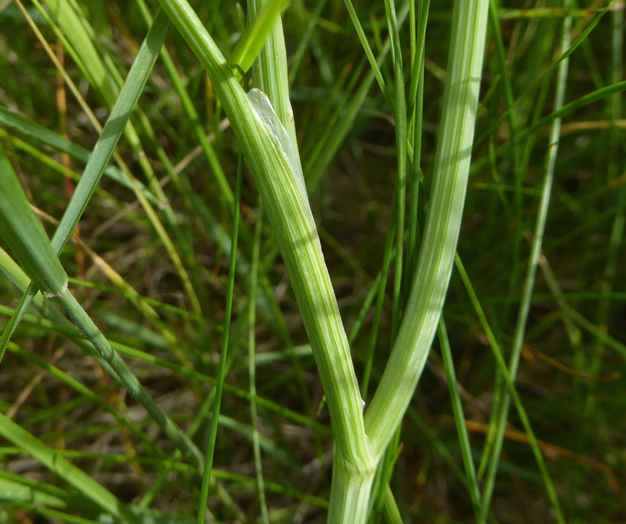 Imagem de Oenanthe silaifolia Bieb.