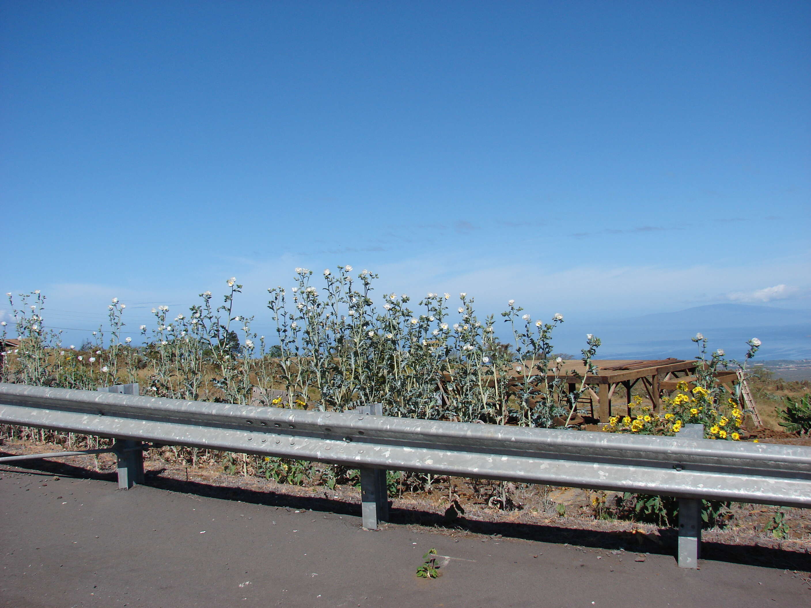 Image of Hawaiian prickly poppy