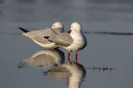 Image of Silver Gull