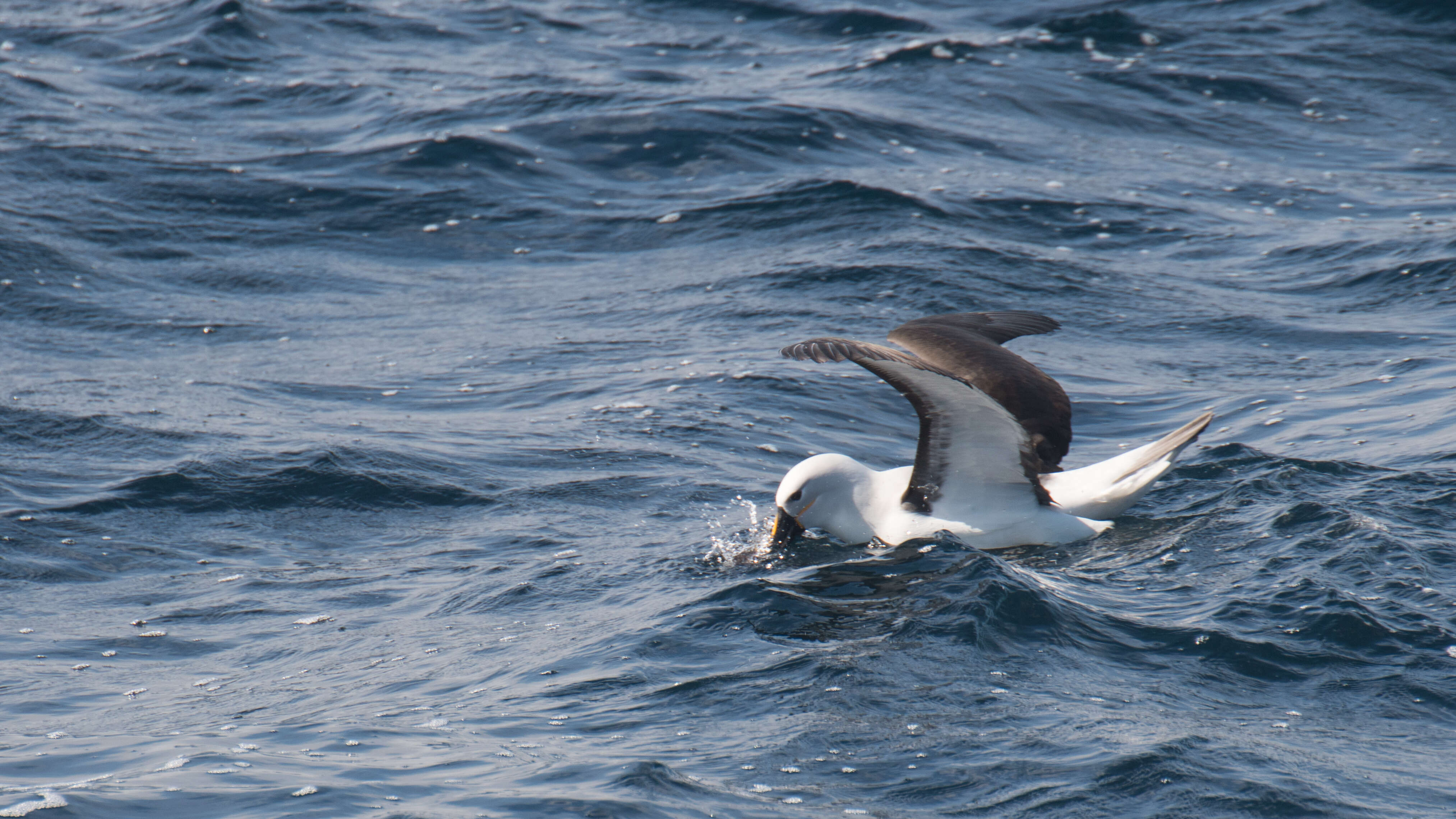 Image de Albatros de Carter