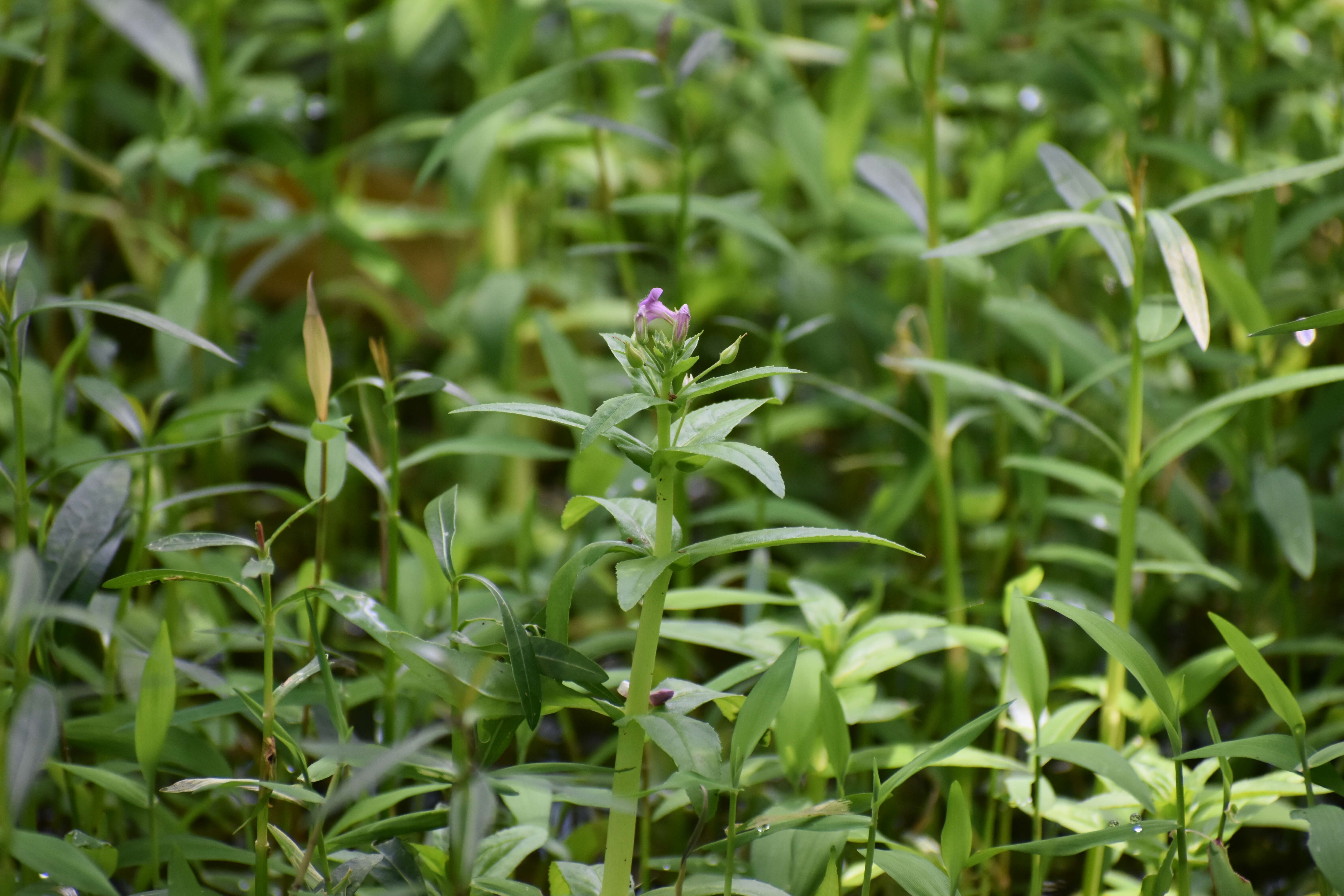 Imagem de Limnophila repens (Benth.) Benth.