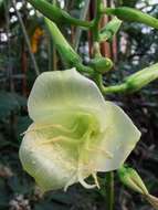 Image of Pitcairnia loki-schmidtiae Rauh & Barthlott