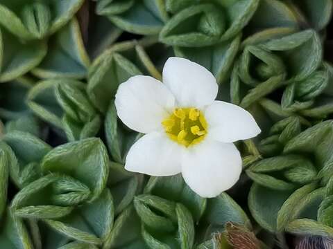 صورة Myosotis glabrescens L. B. Moore