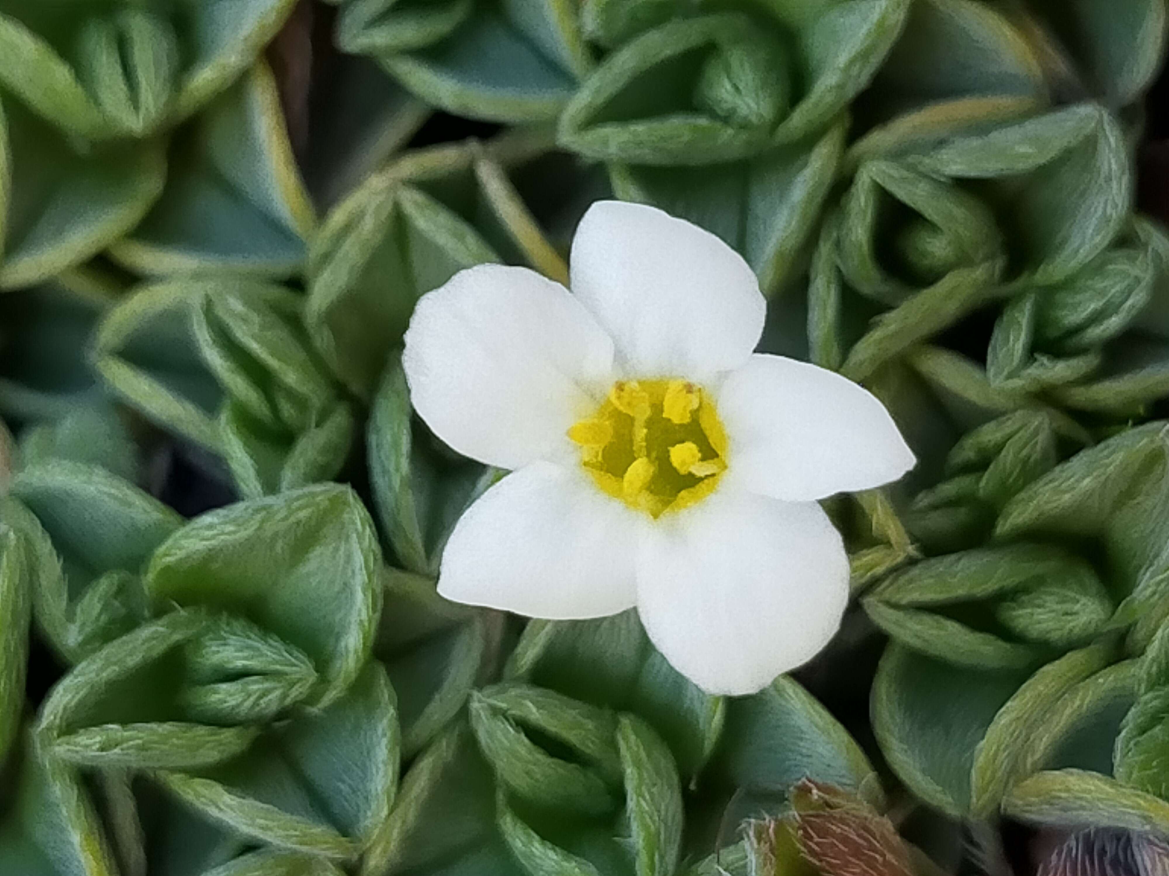 Imagem de Myosotis glabrescens L. B. Moore