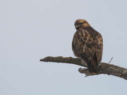 Image of Eastern Buzzard