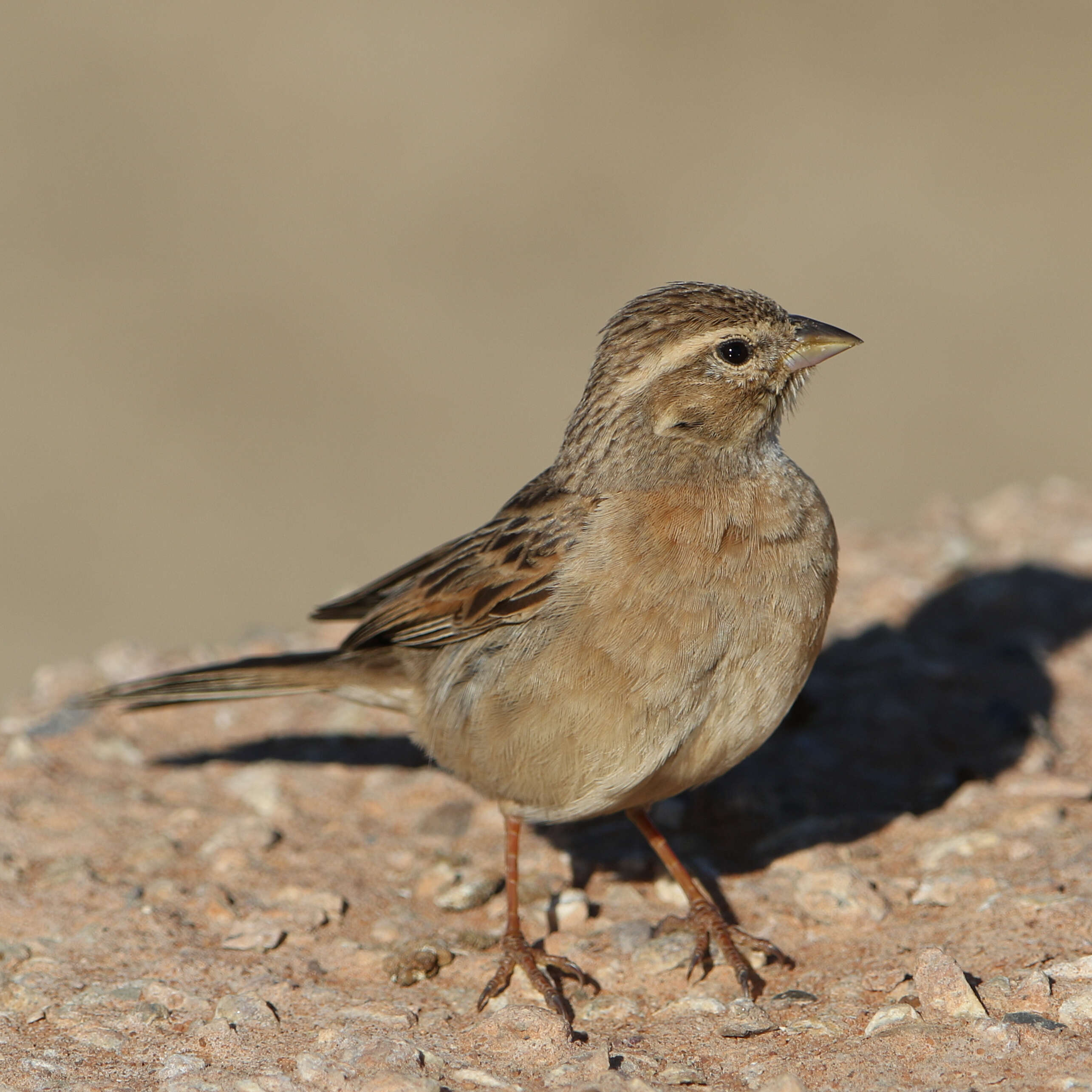 Image of Lark-like Bunting