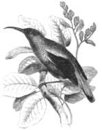 Image of Splendid Sunbird