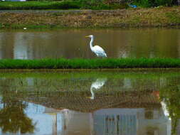 Image of Eastern great egret