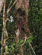 Image of yellow-crowned brush-tailed rat