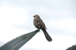 Image of Long-tailed Mockingbird