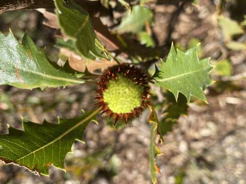 Image of Banksia heliantha A. R. Mast & K. R. Thiele