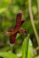 Image of Neurothemis terminata Ris 1911