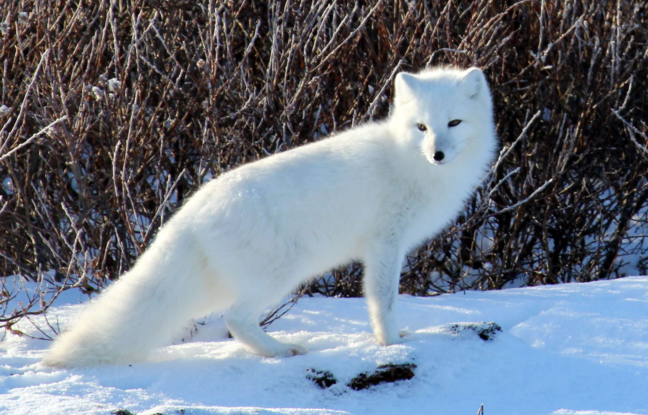 Image of Arctic Fox