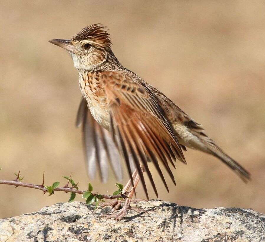 Image of Rufous-naped Lark