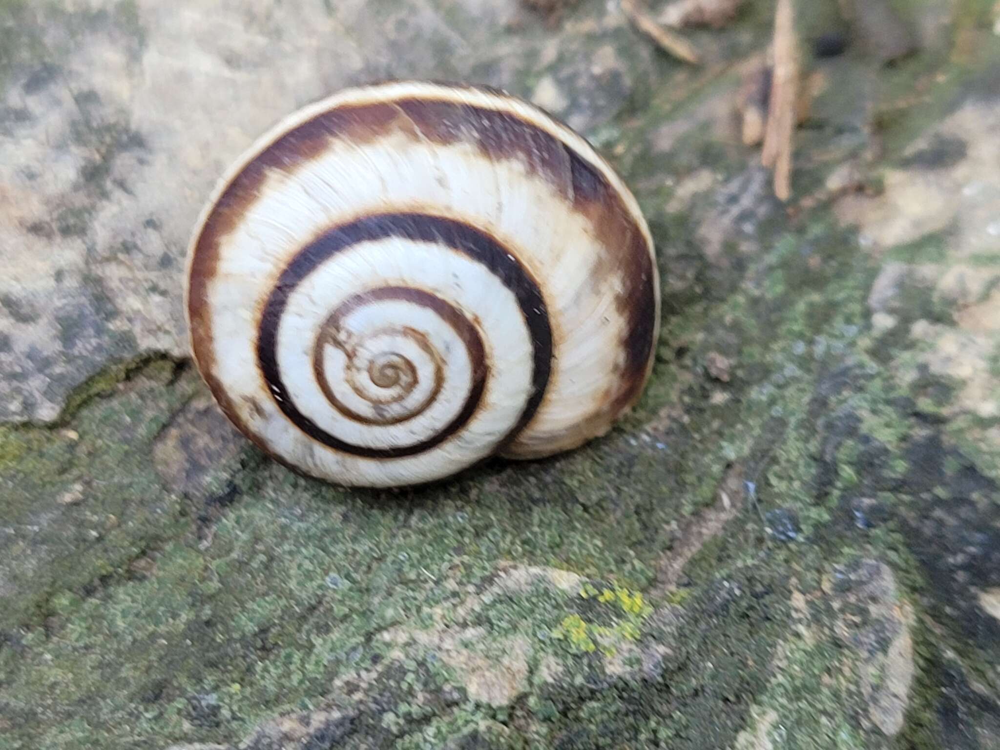 Image of Maritime gardensnail