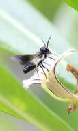 Image of Megachile disjunctiformis Cockerell 1911